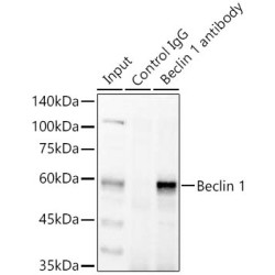 Beclin-1 (BECN1) Antibody