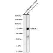 Western blot analysis of various lysates, using BHLHE41 Antibody at 1/1500 dilution. Secondary antibody: HRP-conjugated Goat anti-Rabbit IgG (H+L) at 1/10000 dilution. Lysates/proteins: 25 µg per lane. Blocking buffer: 3% nonfat dry milk in TBST. Exposure time: 30s.