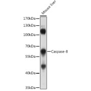 Western blot analysis of lysates from Mouse liver, using Caspase-8 Antibody at 1/1000 dilution. Secondary antibody: HRP-conjugated Goat anti-Rabbit IgG (H+L) at 1/10000 dilution. Lysates/proteins: 25 µg per lane. Blocking buffer: 3% nonfat dry milk in TBST. Exposure time: 10s.