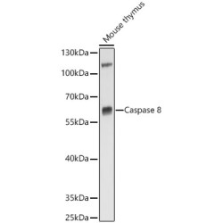 Caspase 8 (Casp8) Antibody