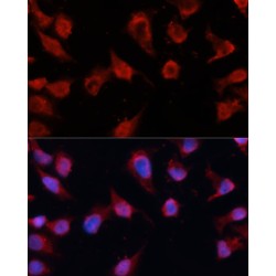 Caspase 8 (Casp8) Antibody