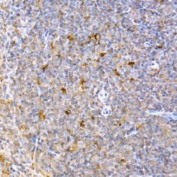 Caspase 9 (CASP9) Antibody