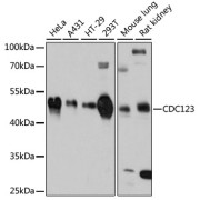 Western blot analysis of various lysates using CDC123 Antibody at 1/3000 dilution. Secondary antibody: HRP-conjugated Goat anti-Rabbit IgG (H+L) at 1/10000 dilution. Lysates/proteins: 25 µg per lane. Blocking buffer: 3% nonfat dry milk in TBST. Exposure time: 10s.