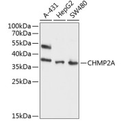 Western blot analysis of various lysates using CHMP2A Antibody at 1/1000 dilution. Secondary antibody: HRP-conjugated Goat anti-Rabbit IgG (H+L) at 1/10000 dilution. Lysates/proteins: 25 µg per lane. Blocking buffer: 3% nonfat dry milk in TBST. Exposure time: 90s.