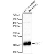 Western blot analysis of various lysates, using CISD1 Antibody at 1/1000 dilution. Secondary antibody: HRP-conjugated Goat anti-Rabbit IgG (H+L) at 1/10000 dilution. Lysates/proteins: 25 µg per lane. Blocking buffer: 3% nonfat dry milk in TBST. Exposure time: 1s.
