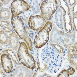 Canopy 2 Homolog (CNPY2) Antibody