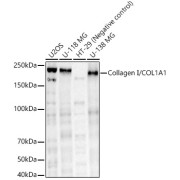 Western blot analysis of lysates from Mouse bone using Collagen I/COL1A1 Antibody at 1/1000 dilution. Secondary antibody: HRP-conjugated Goat anti-Rabbit IgG (H+L) at 1/10000 dilution. Lysates/proteins: 25 µg per lane. Blocking buffer: 3% nonfat dry milk in TBST. Exposure time: 30s.
