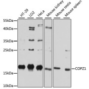 Western blot analysis of various lysates using COPZ1 Antibody at 1/3000 dilution. Secondary antibody: HRP-conjugated Goat anti-Rabbit IgG (H+L) at 1/10000 dilution. Lysates/proteins: 25 µg per lane. Blocking buffer: 3% nonfat dry milk in TBST. Exposure time: 10s.