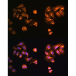 Coatomer Protein Complex Subunit Zeta 1 (COPZ1) Antibody
