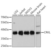 abx125721