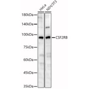 Western blot analysis of various lysates, using CSF2RB Antibody at 1/1000 dilution. Secondary antibody: HRP-conjugated Goat anti-Rabbit IgG (H+L) at 1/10000 dilution. Lysates/proteins: 25 µg per lane. Blocking buffer: 3% nonfat dry milk in TBST. Exposure time: 30s.