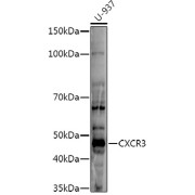 Western blot analysis of lysates from U-937 cells, using CXCR3 Antibody at 1/500 dilution. Secondary antibody: HRP-conjugated Goat anti-Rabbit IgG (H+L) at 1/10000 dilution. Lysates/proteins: 25 µg per lane. Blocking buffer: 3% nonfat dry milk in TBST. Exposure time: 90s.
