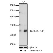 Western blot analysis of lysates from C6 cells, using DDIT3/CHOP Antibody at 1/1000 dilution. C6 cells were treated by tunicamycin (2 µg/ml) for 8 hours. Secondary antibody: HRP-conjugated Goat anti-Rabbit IgG (H+L) at 1/10000 dilution. Lysates/proteins: 25 µg per lane. Blocking buffer: 3% nonfat dry milk in TBST. Exposure time: 90s.