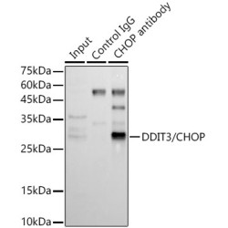 DNA Damage Inducible Transcript 3 (DDIT3) Antibody