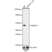 Western blot analysis of lysates from wild type(WT) and DNAJA1 knockout (KO) 293T(KO) cells, using [KO Validated] DNAJA1 Antibody at 1/3000 dilution. Secondary antibody: HRP-conjugated Goat anti-Rabbit IgG (H+L) at 1/10000 dilution. Lysates/proteins: 25 µg per lane. Blocking buffer: 3% nonfat dry milk in TBST. Exposure time: 1s.