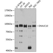 Western blot analysis of various lysates using DNAJC10 Antibody at 1/3000 dilution. Secondary antibody: HRP-conjugated Goat anti-Rabbit IgG (H+L) at 1/10000 dilution. Lysates/proteins: 25 µg per lane. Blocking buffer: 3% nonfat dry milk in TBST. Exposure time: 1s.