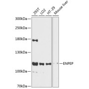 abx125814