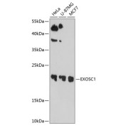 Western blot analysis of various lysates using EXOSC1 Antibody at 1/1000 dilution. Secondary antibody: HRP-conjugated Goat anti-Rabbit IgG (H+L) at 1/10000 dilution. Lysates/proteins: 25 µg per lane. Blocking buffer: 3% nonfat dry milk in TBST. Exposure time: 90s.
