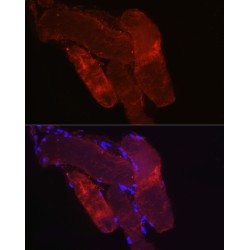 F-Box Protein 32 (FBXO32) Antibody