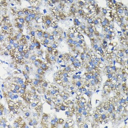 Fucosidase Alpha L2, Plasma (FUCA2) Antibody