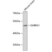 Western blot analysis of lysates from mouse brain, using GABRA1 Antibody at 1/3000 dilution. Secondary antibody: HRP-conjugated Goat anti-Rabbit IgG (H+L) at 1/10000 dilution. Lysates/proteins: 25 µg per lane. Blocking buffer: 3% nonfat dry milk in TBST. Exposure time: 90s.