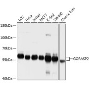 Western blot analysis of various lysates using GORASP2 Antibody at 1/1000 dilution. Secondary antibody: HRP-conjugated Goat anti-Rabbit IgG (H+L) at 1/10000 dilution. Lysates/proteins: 25 µg per lane. Blocking buffer: 3% nonfat dry milk in TBST. Exposure time: 1s.