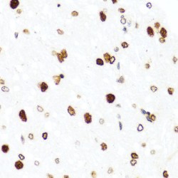 Histone H2A.X (H2AFX) Antibody