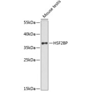 Western blot analysis of lysates from mouse testis, using HSF2BP Antibody at 1/3000 dilution. Secondary antibody: HRP-conjugated Goat anti-Rabbit IgG (H+L) at 1/10000 dilution. Lysates/proteins: 25 µg per lane. Blocking buffer: 3% nonfat dry milk in TBST. Exposure time: 90s.