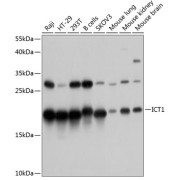 Western blot analysis of various lysates using ICT1 Antibody at 1/1000 dilution. Secondary antibody: HRP-conjugated Goat anti-Rabbit IgG (H+L) at 1/10000 dilution. Lysates/proteins: 25 µg per lane. Blocking buffer: 3% nonfat dry milk in TBST. Exposure time: 5s.