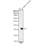 abx126000