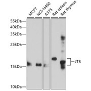 Western blot analysis of various lysates using JTB Antibody at 1/1000 dilution. Secondary antibody: HRP-conjugated Goat anti-Rabbit IgG (H+L) at 1/10000 dilution. Lysates/proteins: 25 µg per lane. Blocking buffer: 3% nonfat dry milk in TBST. Exposure time: 60s.