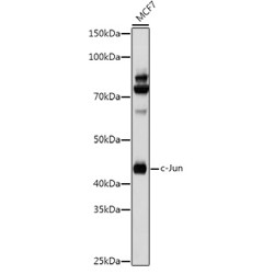 Transcription Factor Jun (JUN) Antibody