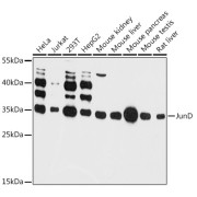 Western blot analysis of various lysates using JunD Antibody at 1/3000 dilution. Secondary antibody: HRP-conjugated Goat anti-Rabbit IgG (H+L) at 1/10000 dilution. Lysates/proteins: 25 µg per lane. Blocking buffer: 3% nonfat dry milk in TBST. Exposure time: 60s.