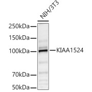 Western blot analysis of lysates from NIH/3T3 cells, using KIAA1524 Antibody at 1/1000 dilution. Secondary antibody: HRP-conjugated Goat anti-Rabbit IgG (H+L) at 1/10000 dilution. Lysates/proteins: 25 µg per lane. Blocking buffer: 3% nonfat dry milk in TBST. Exposure time: 20s.