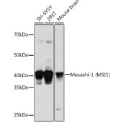 Western blot analysis of various lysates using Musashi-1 (MSI1) Antibody at 1/1000 dilution. Secondary antibody: HRP-conjugated Goat anti-Rabbit IgG (H+L) at 1/10000 dilution. Lysates/proteins: 25 µg per lane. Blocking buffer: 3% nonfat dry milk in TBST. Exposure time: 30s.