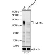 Western blot analysis of lysates from wild type(WT) and MTMR3 knockdown (KD) 293T cells, using [KD Validated] MTMR3 Antibody at 1/1000 dilution. Secondary antibody: HRP-conjugated Goat anti-Rabbit IgG (H+L) at 1/10000 dilution. Lysates/proteins: 25 µg per lane. Blocking buffer: 3% nonfat dry milk in TBST. Exposure time: 10s.