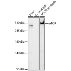 Serine/Threonine-Protein Kinase MTOR (MTOR) Antibody