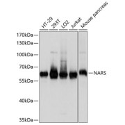 Western blot analysis of various lysates using NARS Antibody at 1/1000 dilution. Secondary antibody: HRP-conjugated Goat anti-Rabbit IgG (H+L) at 1/10000 dilution. Lysates/proteins: 25 µg per lane. Blocking buffer: 3% nonfat dry milk in TBST. Exposure time: 3s.
