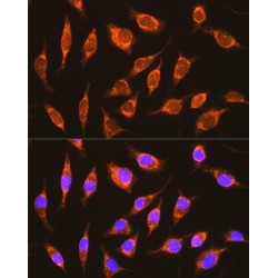 NADH Ubiquinone Oxidoreductase Subunit A8 (NDUFA8) Antibody