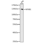 Western blot analysis of lysates from Raji cells, using NFKB1 Antibody at 1/500 dilution. Secondary antibody: HRP-conjugated Goat anti-Rabbit IgG (H+L) at 1/10000 dilution. Lysates/proteins: 25 µg per lane. Blocking buffer: 3% nonfat dry milk in TBST. Exposure time: 180s.