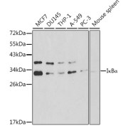 Western blot analysis of various lysates using IκBα Antibody at 1/1000 dilution. Secondary antibody: HRP-conjugated Goat anti-Rabbit IgG (H+L) at 1/10000 dilution. Lysates/proteins: 25 µg per lane. Blocking buffer: 3% nonfat dry milk in TBST.