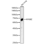 Western blot analysis of lysates from Rat lung, using NFKBIZ Antibody at 1/2000 dilution. Secondary antibody: HRP-conjugated Goat anti-Rabbit IgG (H+L) at 1/10000 dilution. Lysates/proteins: 25 µg per lane. Blocking buffer: 3% nonfat dry milk in TBST. Exposure time: 30s.