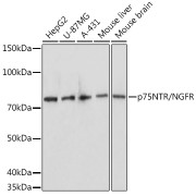 abx126252