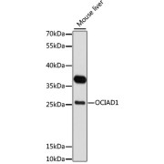 Western blot analysis of lysates from mouse liver, using OCIAD1 Antibody at 1/3000 dilution. Secondary antibody: HRP-conjugated Goat anti-Rabbit IgG (H+L) at 1/10000 dilution. Lysates/proteins: 25 µg per lane. Blocking buffer: 3% nonfat dry milk in TBST. Exposure time: 30s.