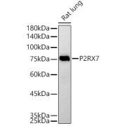 Western blot analysis of lysates from Rat lung, using P2RX7 Antibody at 1/500 dilution. Secondary antibody: HRP-conjugated Goat anti-Rabbit IgG (H+L) at 1/10000 dilution. Lysates/proteins: 25 µg per lane. Blocking buffer: 3% nonfat dry milk in TBST. Exposure time: 90s.