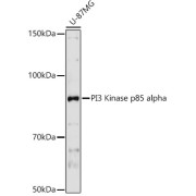 Western blot analysis of lysates from U-87MG cells, using PI3 Kinase p85 alpha Antibody at 1/1000 dilution. Secondary antibody: HRP-conjugated Goat anti-Rabbit IgG (H+L) at 1/10000 dilution. Lysates/proteins: 25 µg per lane. Blocking buffer: 3% nonfat dry milk in TBST. Exposure time: 180s.