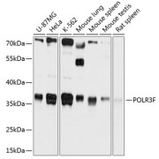 Western blot analysis of various lysates using POLR3F Antibody at 1/1000 dilution. Secondary antibody: HRP-conjugated Goat anti-Rabbit IgG (H+L) at 1/10000 dilution. Lysates/proteins: 25 µg per lane. Blocking buffer: 3% nonfat dry milk in TBST. Exposure time: 1s.
