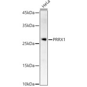 Western blot analysis of lysates from HeLa cells, using PRRX1 Antibody at 1/900 dilution. Secondary antibody: HRP-conjugated Goat anti-Rabbit IgG (H+L) at 1/10000 dilution. Lysates/proteins: 25 µg per lane. Blocking buffer: 3% nonfat dry milk in TBST. Exposure time: 60s.
