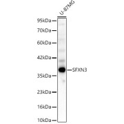 Western blot analysis of lysates from U-87MG cells, using SFXN3 Antibody at 1/1000 dilution. Secondary antibody: HRP-conjugated Goat anti-Rabbit IgG (H+L) at 1/10000 dilution. Lysates/proteins: 25 µg per lane. Blocking buffer: 3% nonfat dry milk in TBST. Exposure time: 45s.