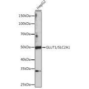 Western blot analysis of lysates from HepG2 cells, using GLUT1/SLC2A1 Antibody at 1/1000 dilution. Secondary antibody: HRP-conjugated Goat anti-Rabbit IgG (H+L) at 1/10000 dilution. Lysates/proteins: 25 µg per lane. Blocking buffer: 3% nonfat dry milk in TBST. Exposure time: 3min.